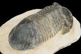 Bargain, Paralejurus Trilobite - Atchana, Morocco #126917-2